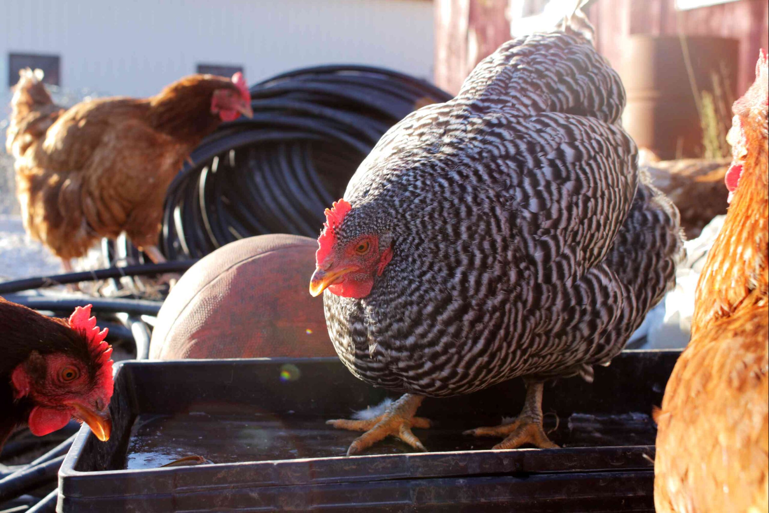 Winter Poultry Care