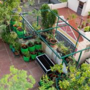 Terrace Gardening