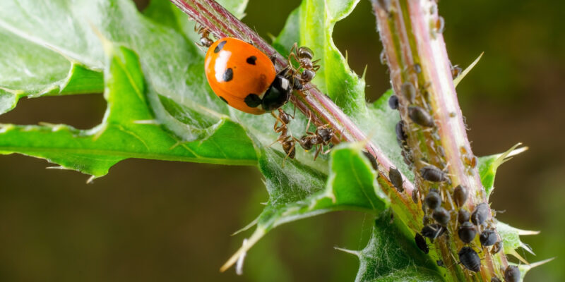 Biological Pest Control