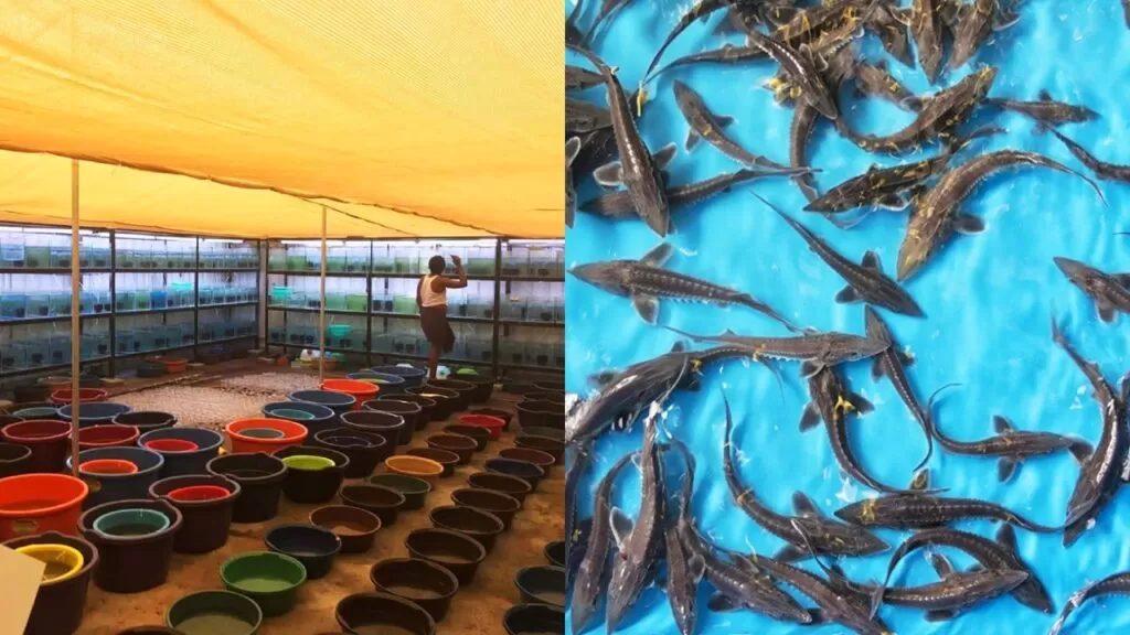 Fish Farming Techniques