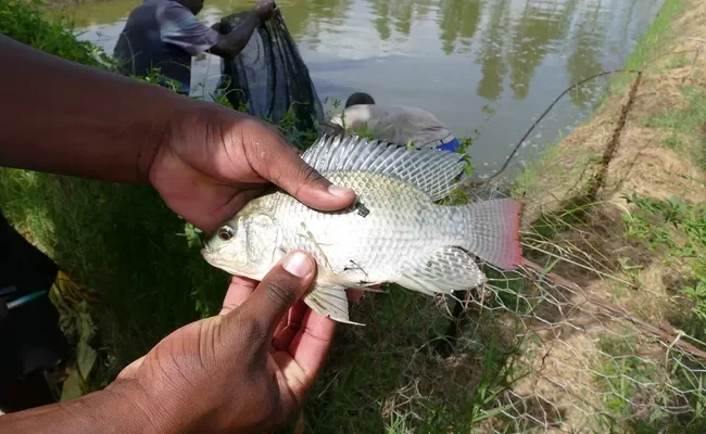 Fish Farming Techniques