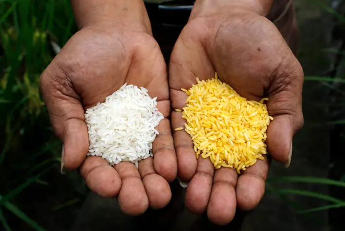 Happy Rice Gold Golden Rice: గోల్డెన్ రైస్ ప్రాముఖ్యత.! - Eruvaaka