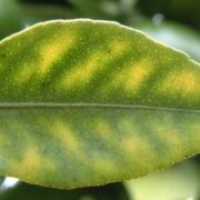 Nutrient Deficiencies of Citrus