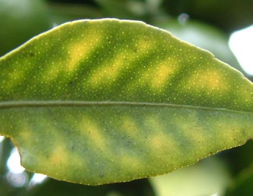 Nutrient Deficiencies of Citrus