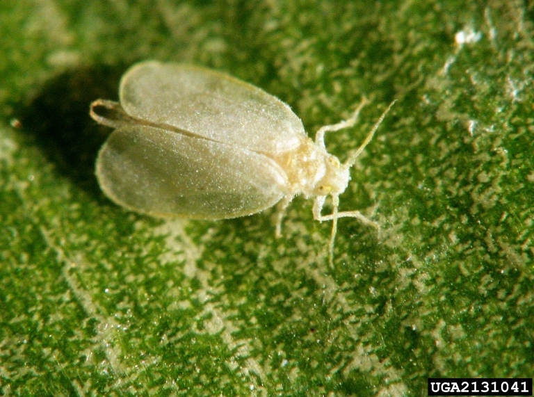 Rugose Spiraling Whitefly