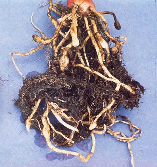 root knot nematode