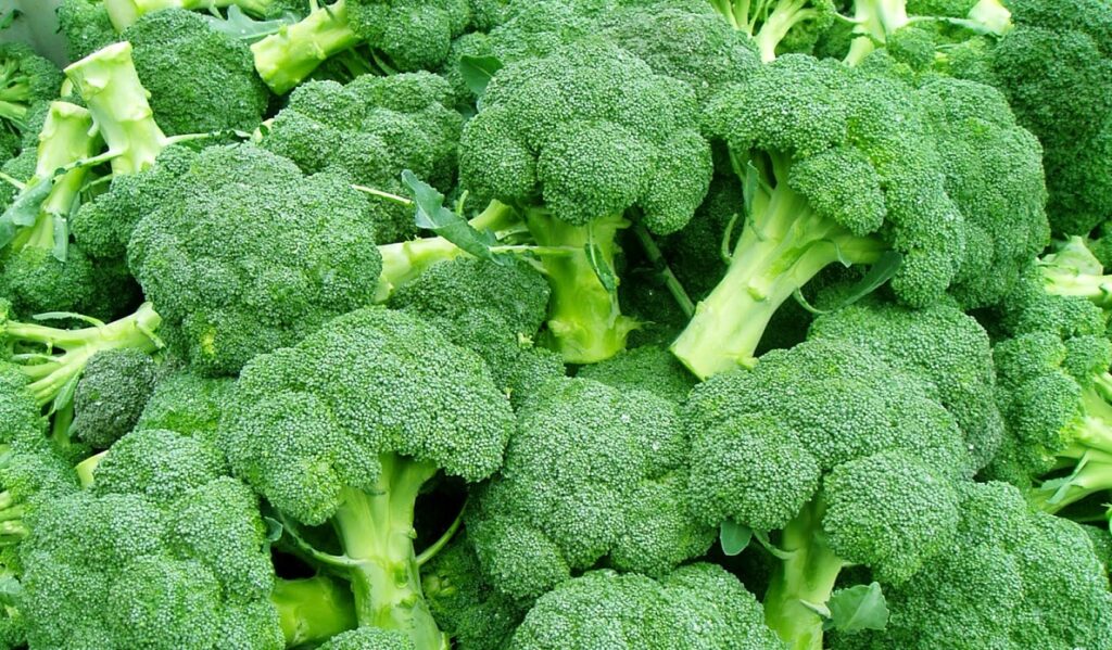Broccoli Cultivation Method