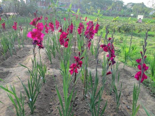 Gladiolus Cultivation