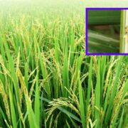 Management of Paddy Stem Borer