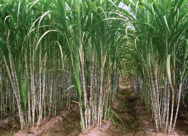 Precautions For Sugarcane Plantation In Summer