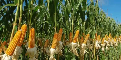 Maize Major Problems In Summer