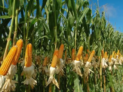 Maize Major Problems In Summer