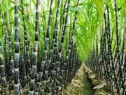 Precautions For Sugarcane Plantation In Summer