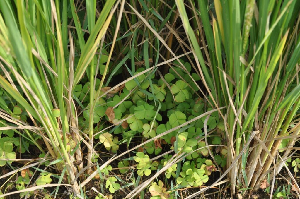 Rice Crop