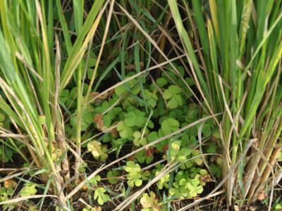 Rice Crop