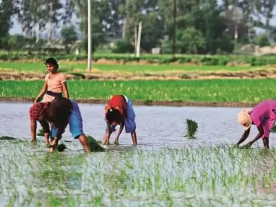 Paddy Cultivation