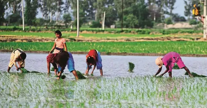 Paddy Cultivation