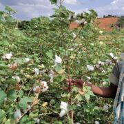 Success Story Of Cotton Crop Farmer