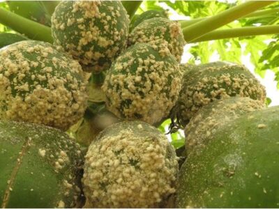 Pest Control In Papaya Cultivation