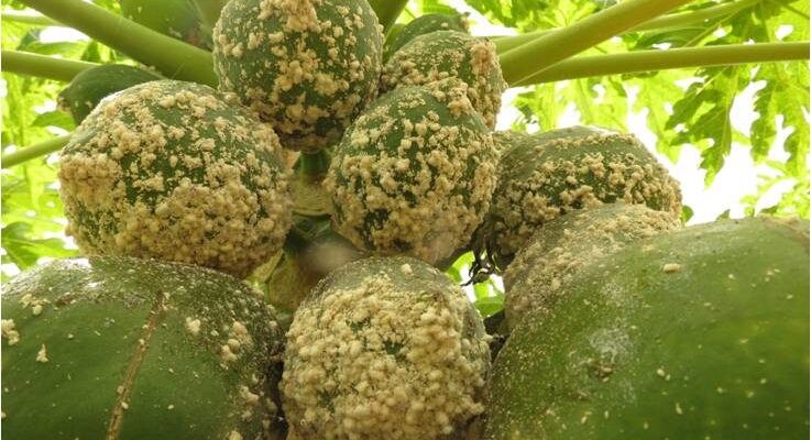 Pest Control In Papaya Cultivation