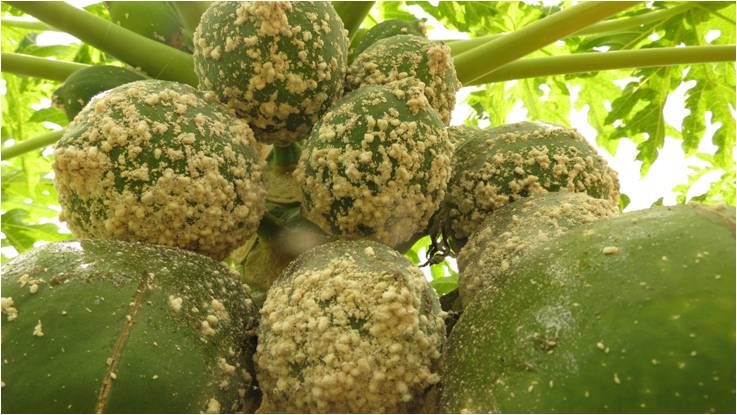 Pest Control In Papaya Cultivation