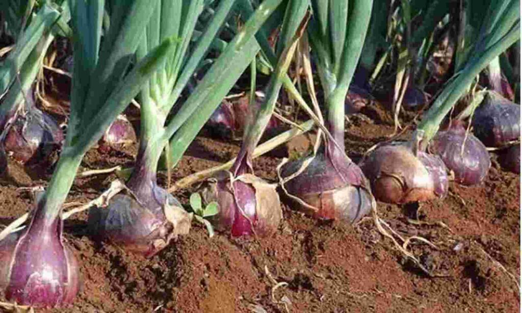 Onion Cultivation In Kharif Season