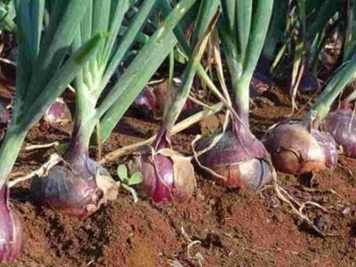 Onion Cultivation In Kharif Season