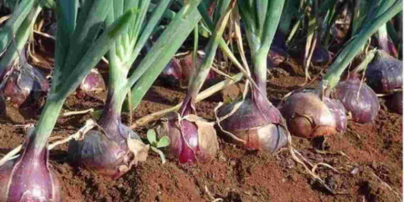 Onion Cultivation In Kharif Season