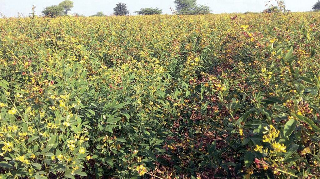 Cultivation On Dry Land