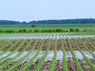 Rain season crops