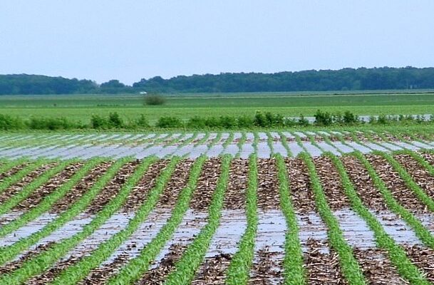 Rain season crops