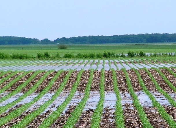 Rain season crops