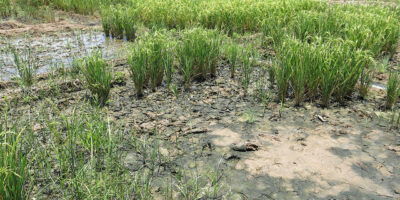 Paddy Cultivation in Saline soils