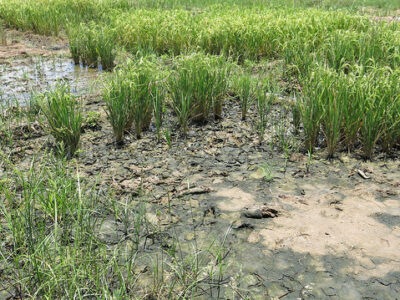 Paddy Cultivation in Saline soils