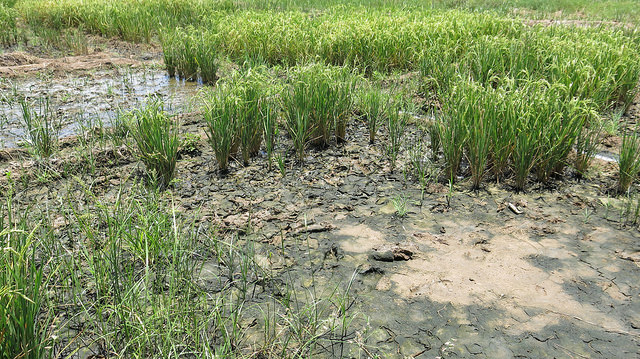 Paddy Cultivation in Saline soils