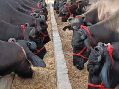 Government Schemes For Dairy Farm In AP