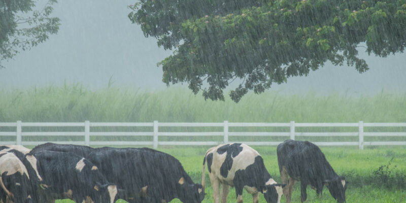 Cattle Diseases During Rainy Season