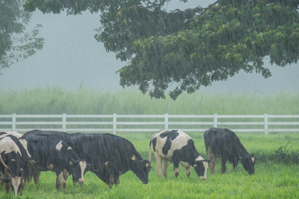 Cattle Diseases During Rainy Season