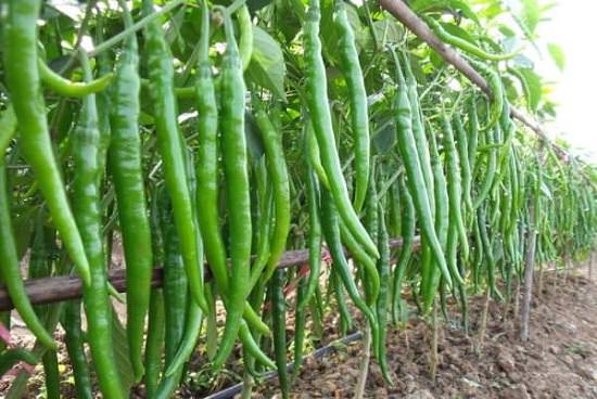 Rainfed Crops