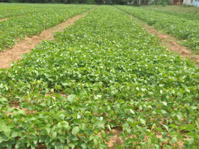 Rabi Crops