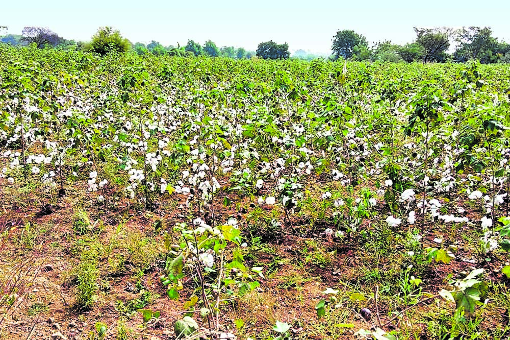 Cultivation On Dry Land