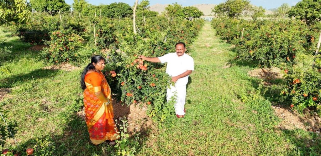 Natural Farmer Prathap Reddy Success story