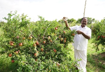 Natural Farmer Prathap Reddy Success story