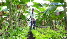 Sustainable Agriculture With Natural Farming