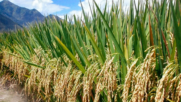 Rice Crop