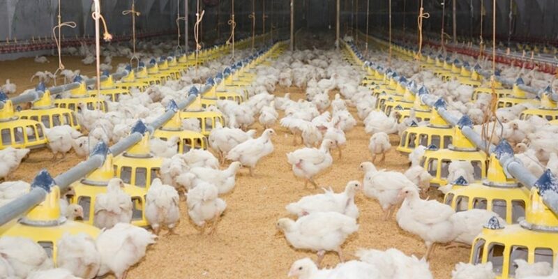 Poultry Diseases During Monsoon