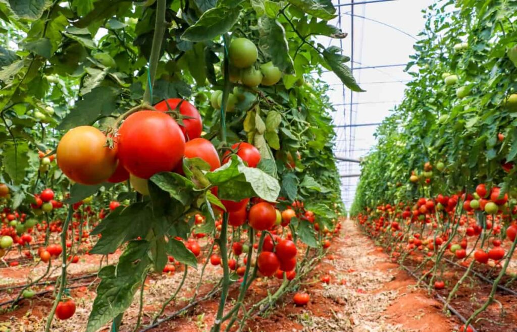 Rainfed Crops