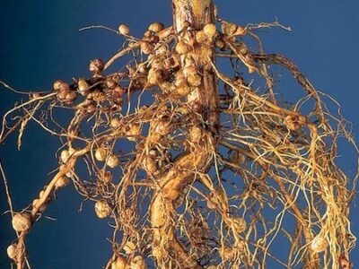 Rhizobium benefits