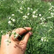 Methods Of Weed Eradication