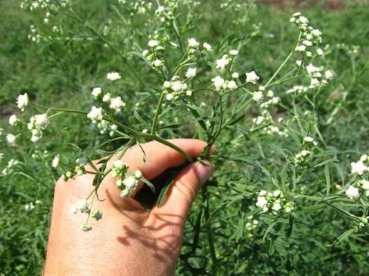 Methods Of Weed Eradication